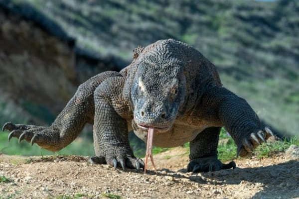 Komodo labuan bajo floresgoldkomodo